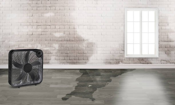 Best Water damage restoration near me  in Danville, IA