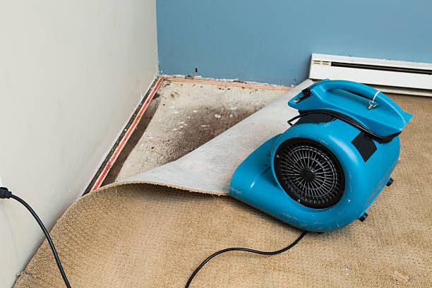 Best Local water damage restoration  in Danville, IA